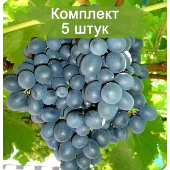 Комплект 5шт  / Виноград Муромец (Ранний/Черный)