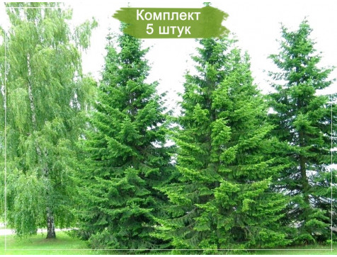 Комплект 5шт  / Пихта сибирская (сеянец до 15 см)